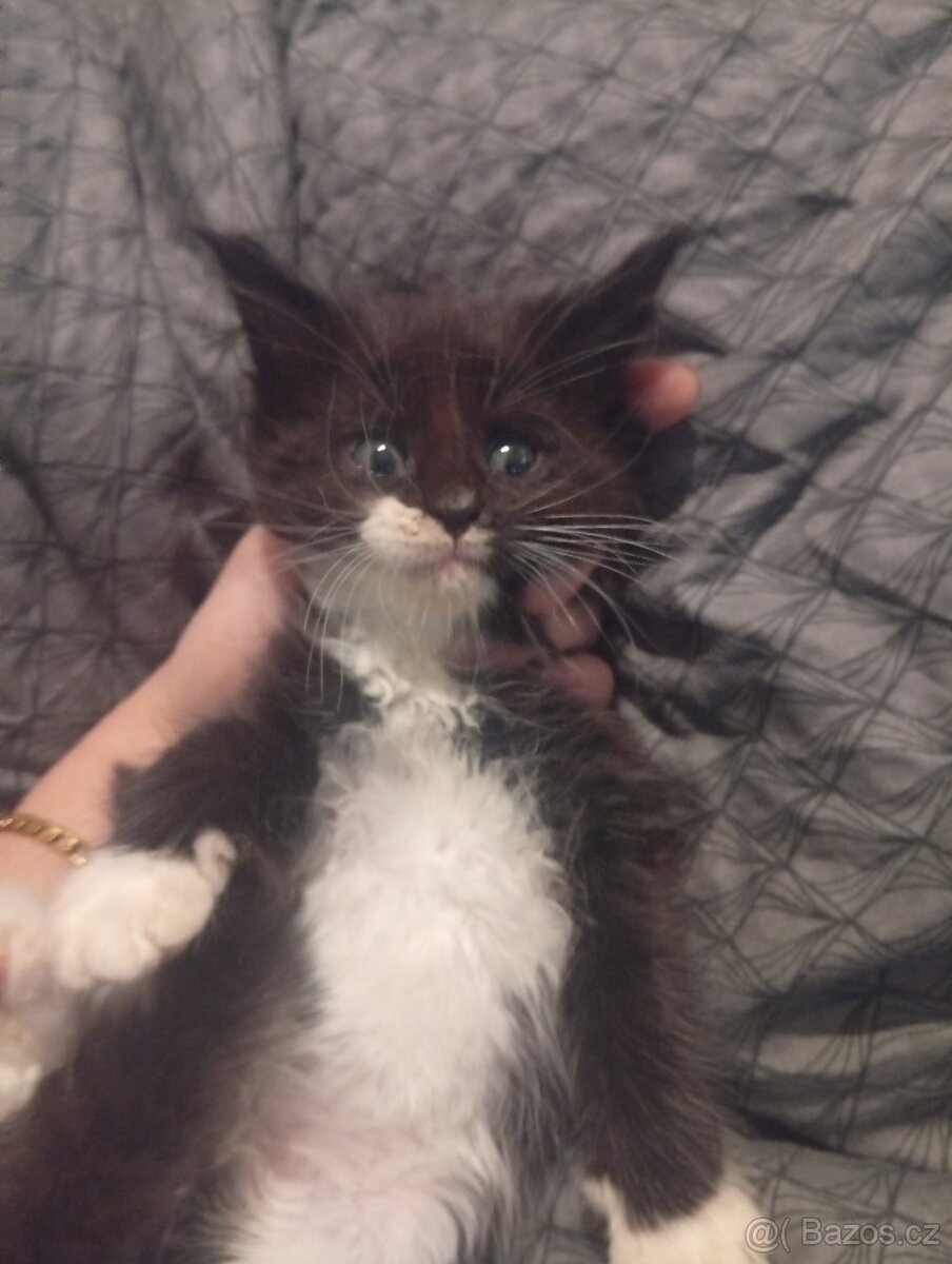 Mainská mývalí koťáta - 2