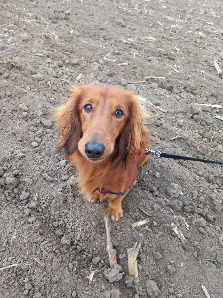 dlouhosrstý trpasličí jezevčík na krytí - 2