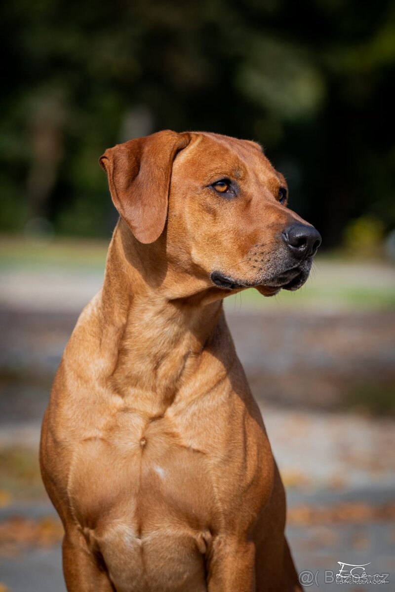 Krytí- chovný pes-Rhodeský ridgeback FCI - 2