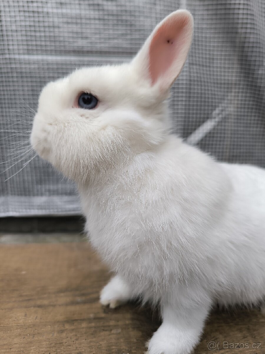 Modrooký hermelín samec s PP - 2