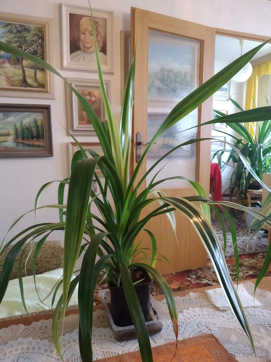 Dekorativní nenáročný pandanus - 2