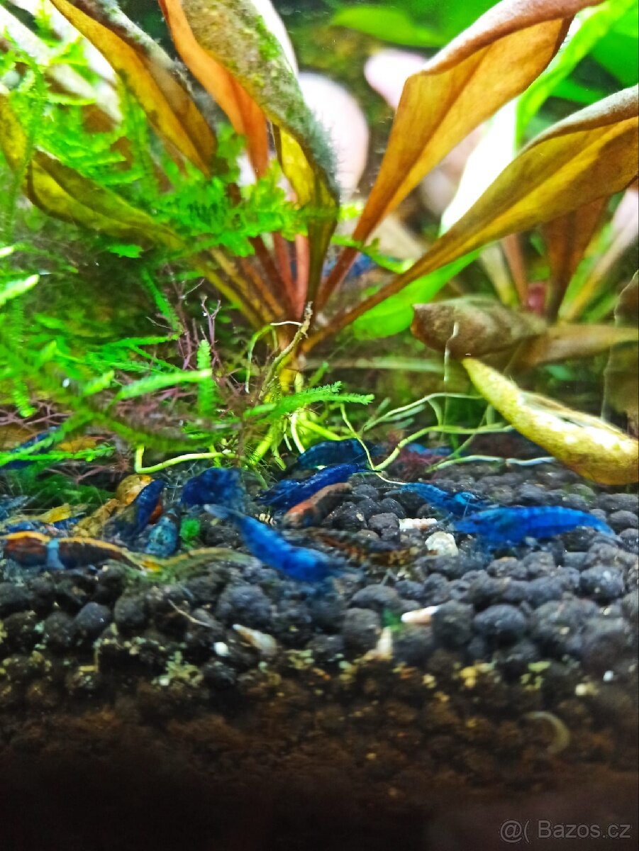 Akvarijní krevetky Neocaridina Blue Dream - 2