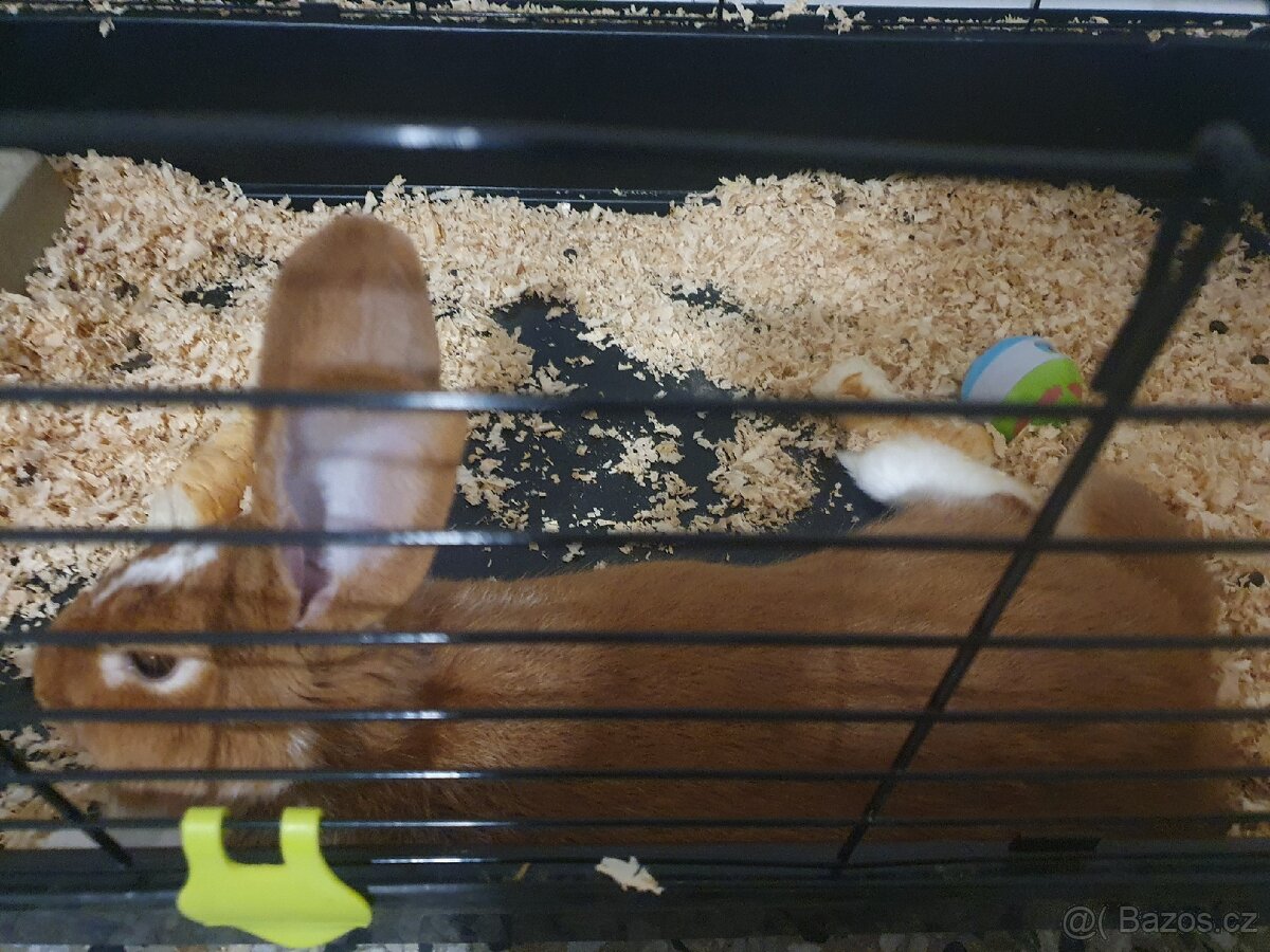 Králík- daruji - 2