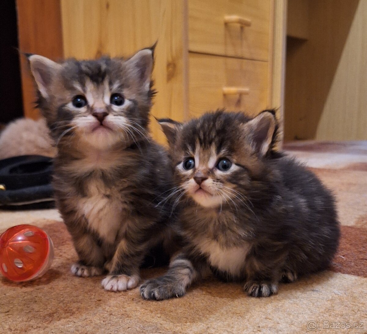 Mainská mývalí koťátka bez PP - 2