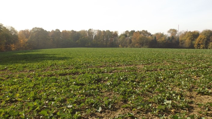 Orná půda O.- Bartovice, cca 25.000m2, rovina, 59 Kč/m2. - 2