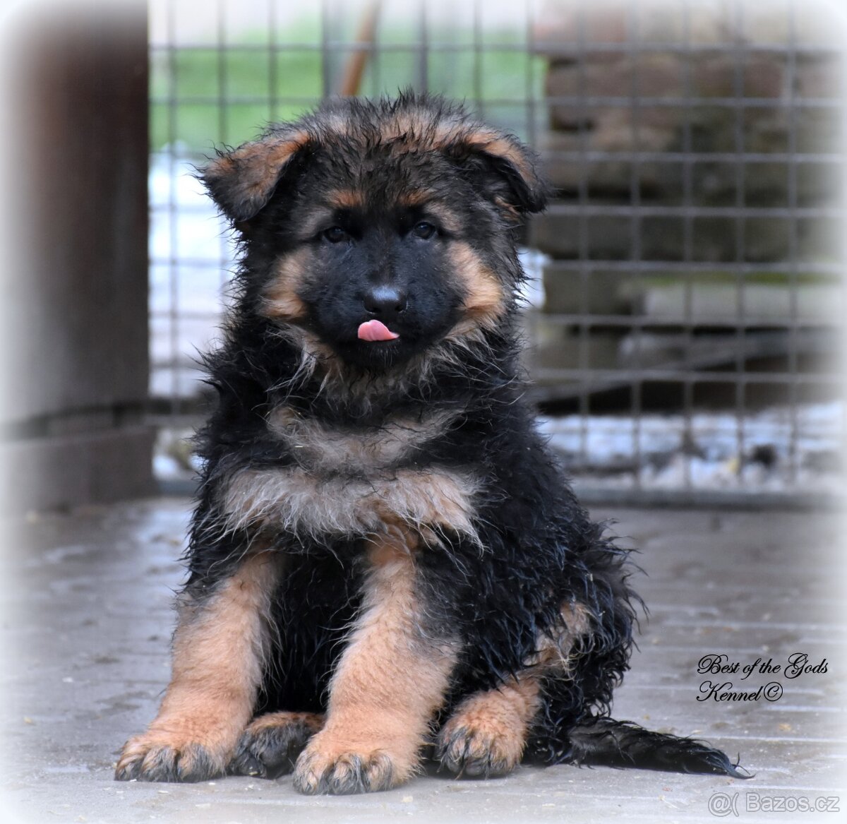 Německý Ovčák - štěňata - 2