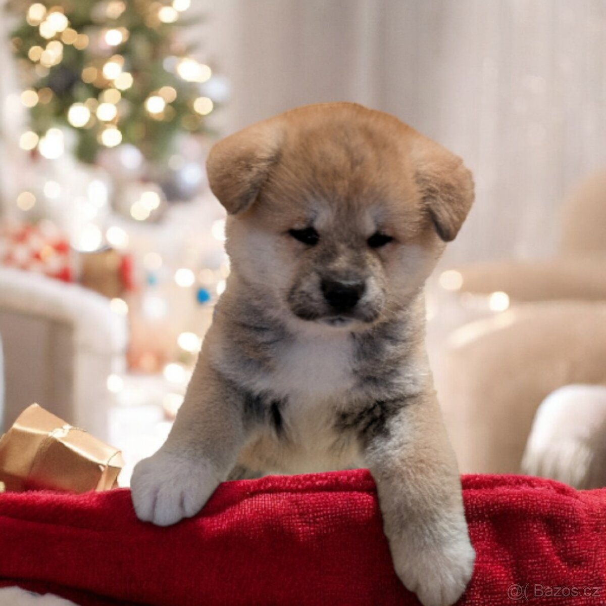 Štěňátka Akita Inu s PP - 2