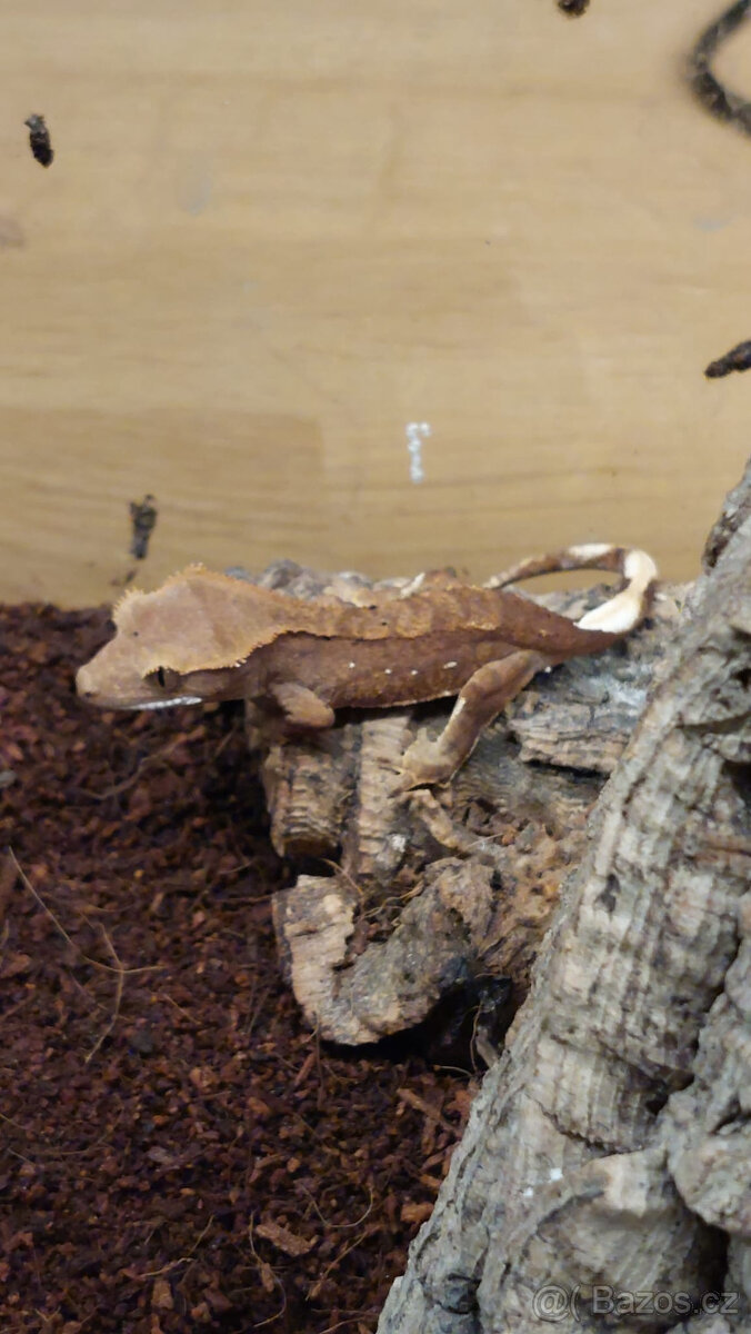 Pagekon řasnatý - 2