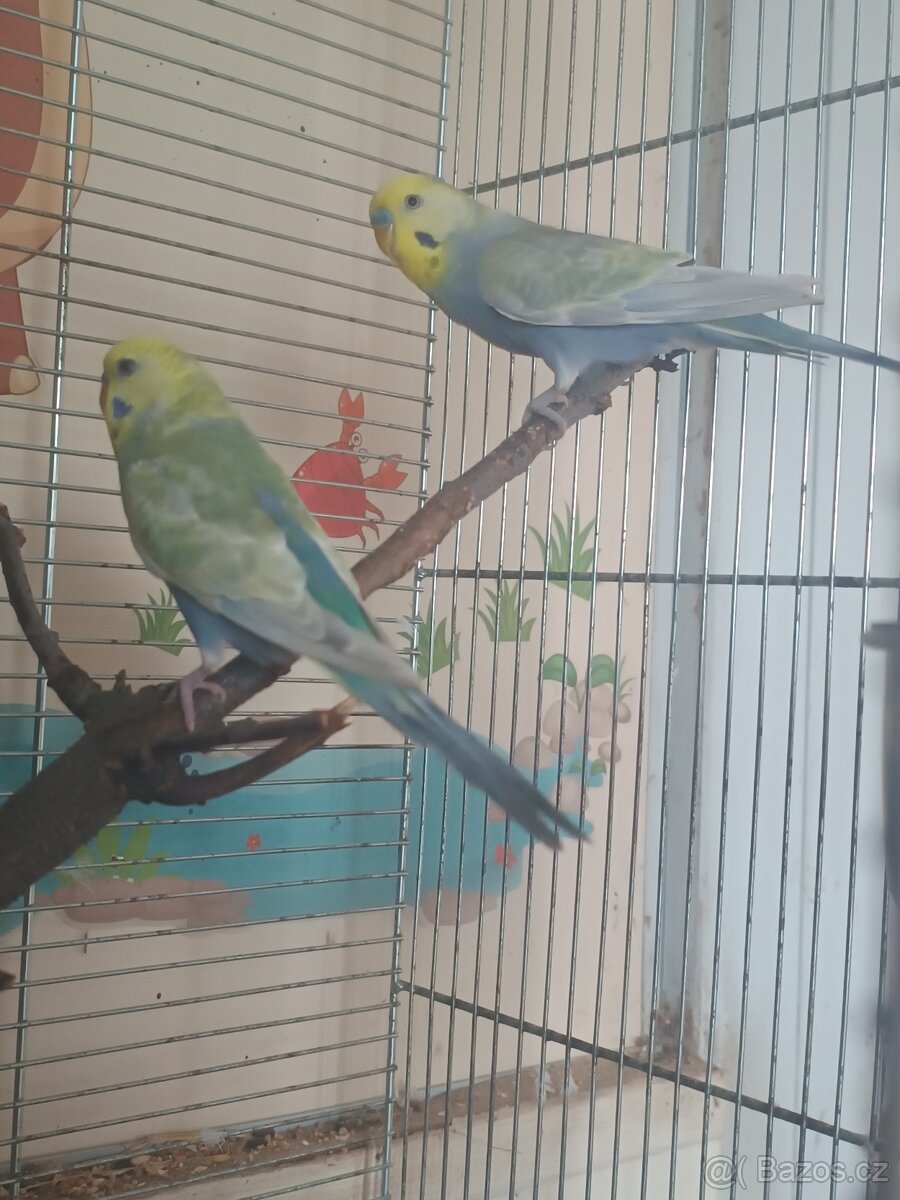 Duhové andulky r.2025 - 2