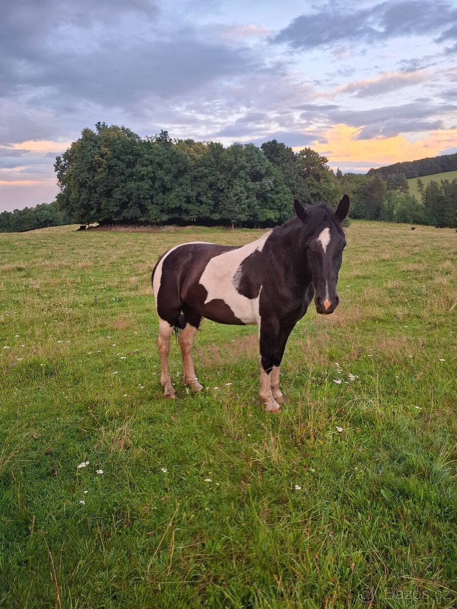 Kobyla po Bonte Monte - 2