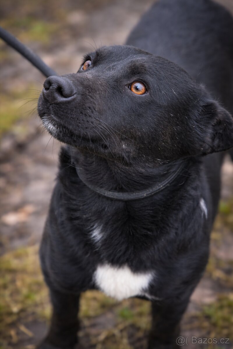 Hoopy hledá domov - 2