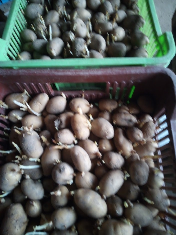 Sadbové brambory - 2