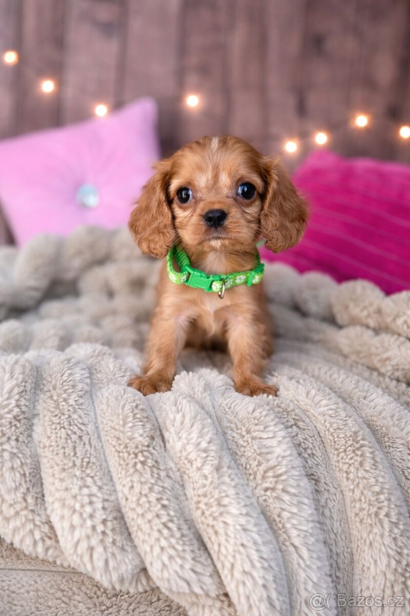 Kavalír King Charles španěl - 2