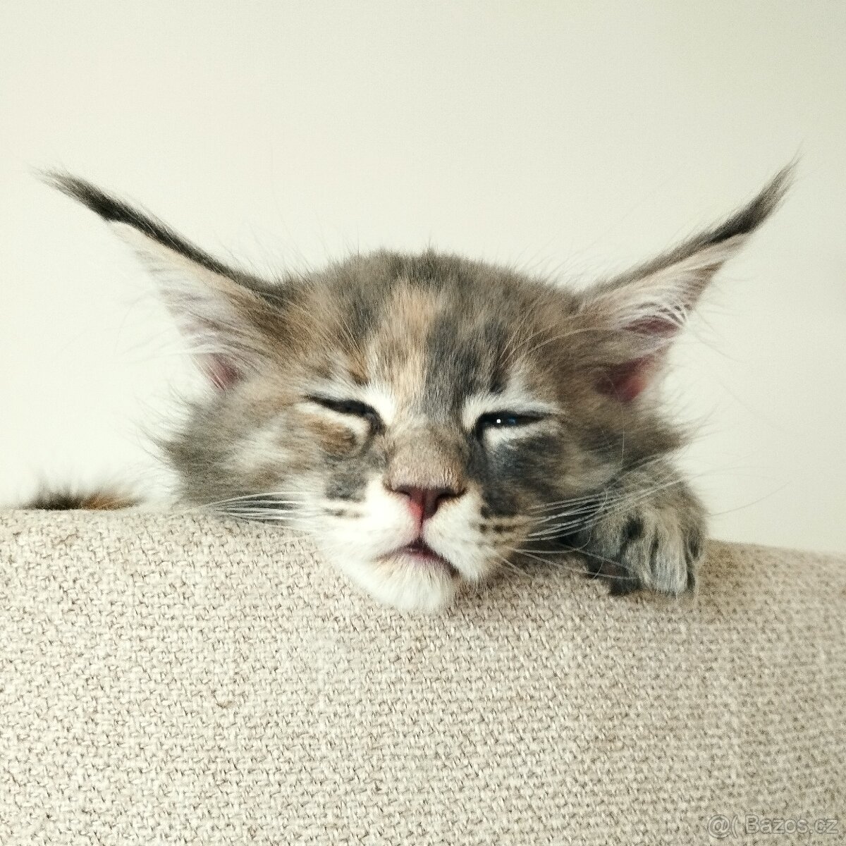 Mainská mývalí koťátka s PP - 2