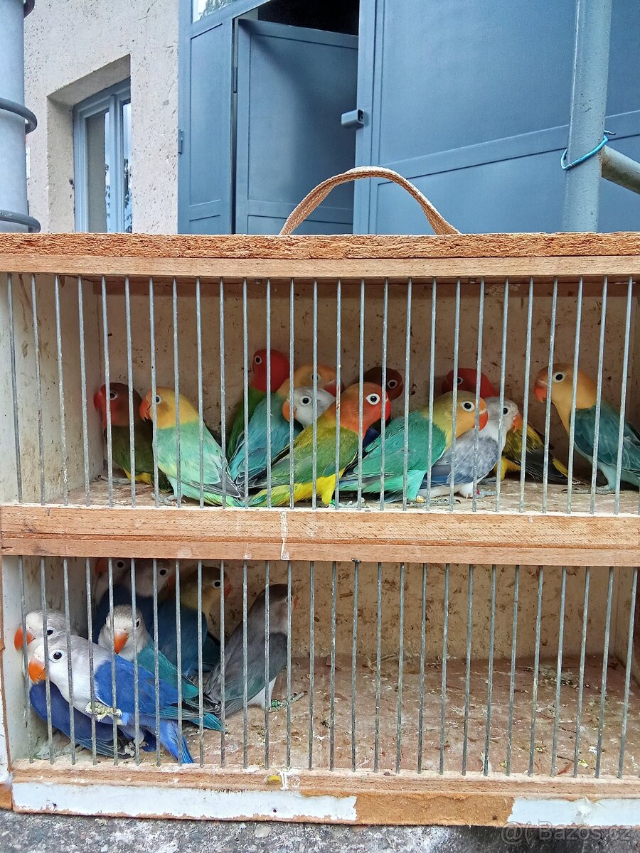 Agapornis Fišery - 2