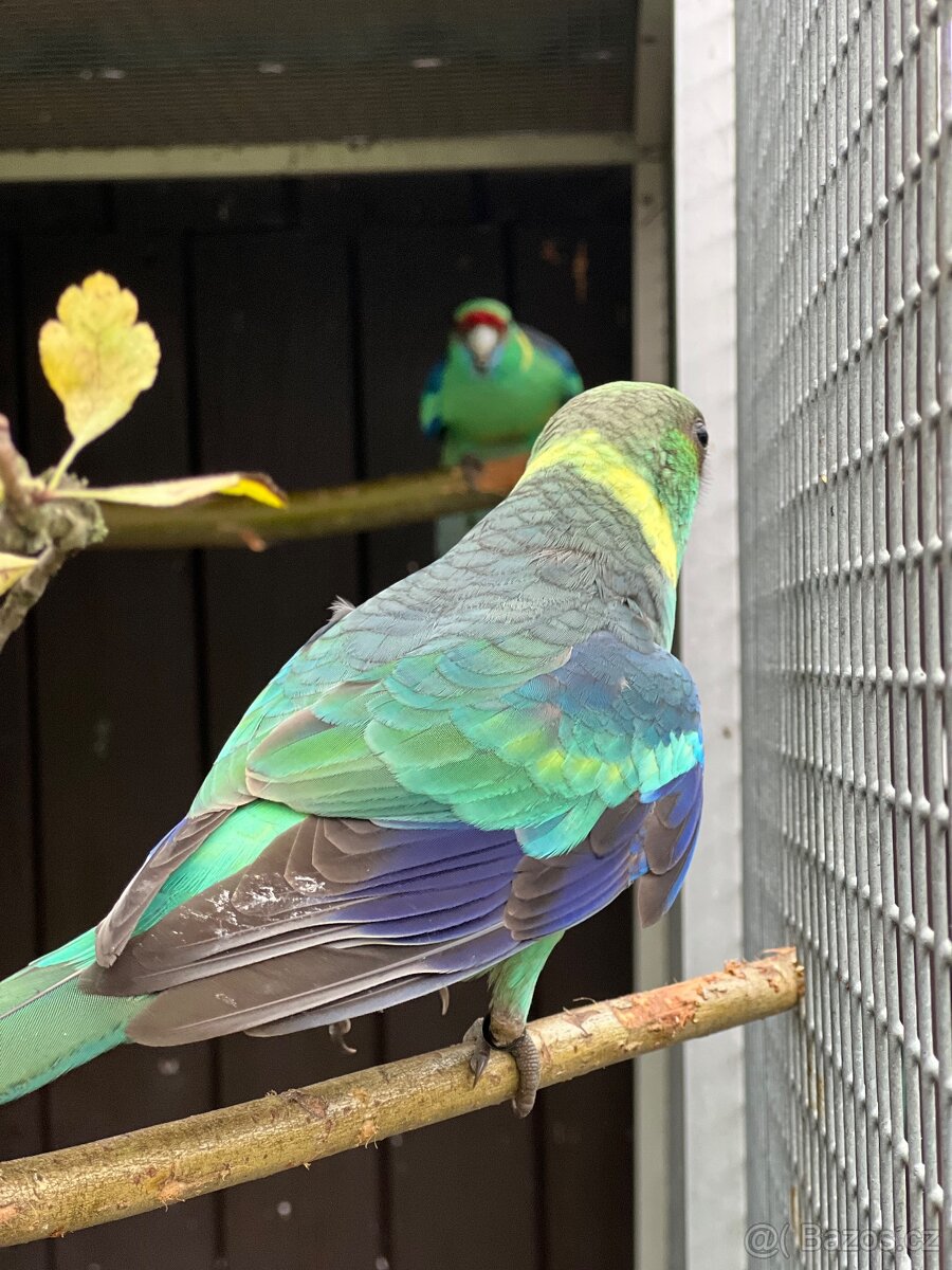 Bernard červenočelý štěp. na modré - 2