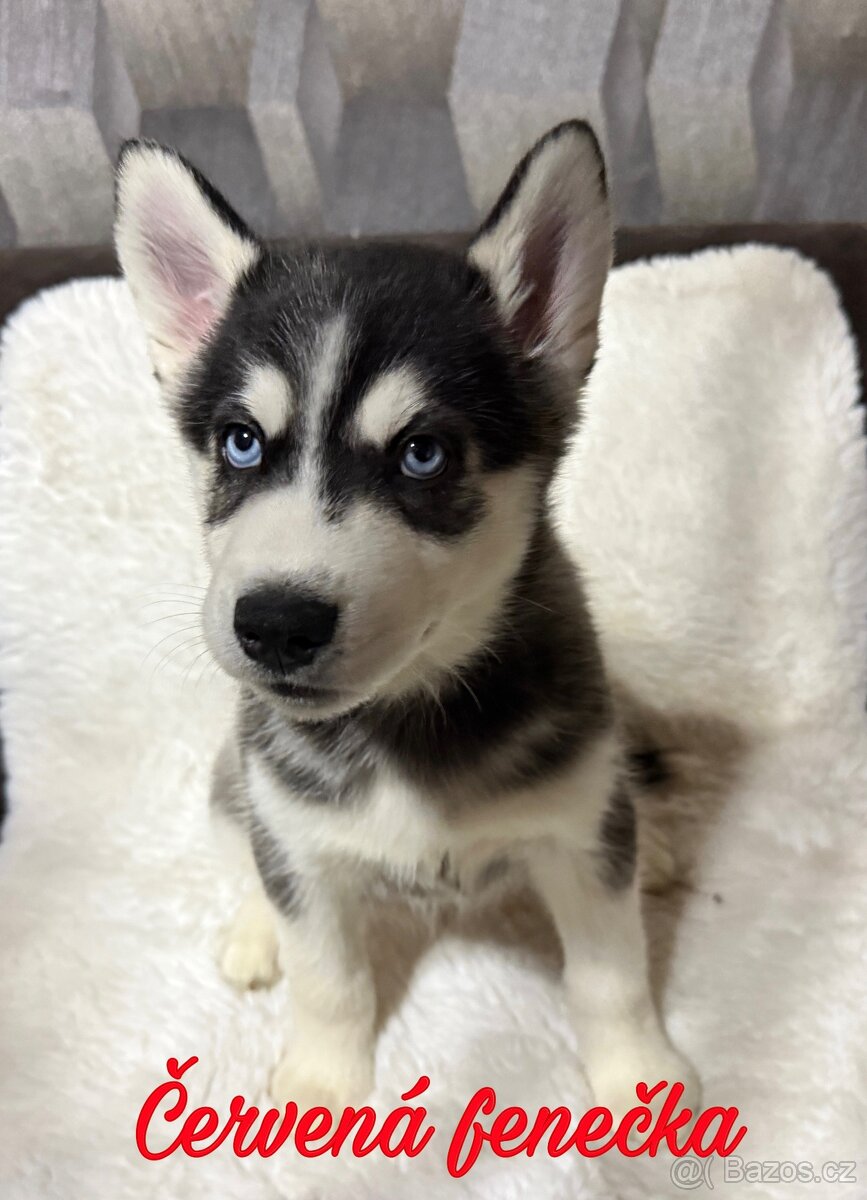 Štěňátka Sibiřský husky - 2