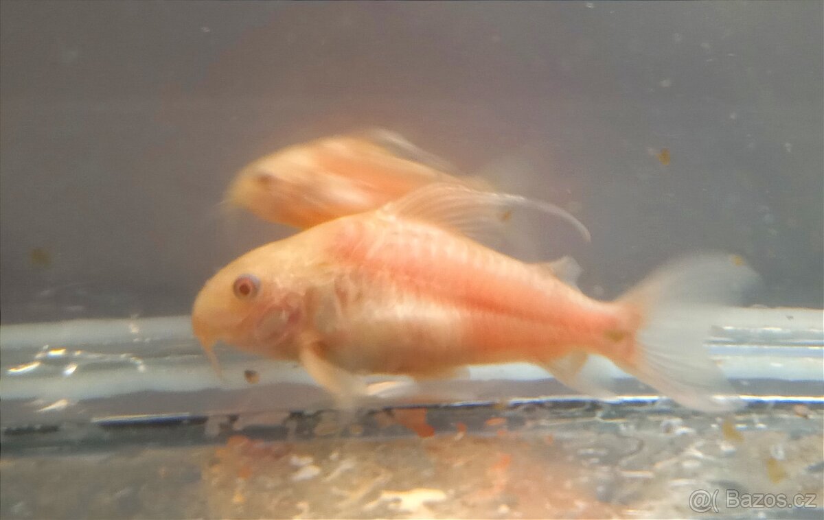 Prodám pancéřníčky Corydoras paleatus albín - 2