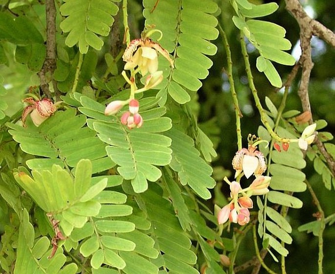 Tamarind indický - 2