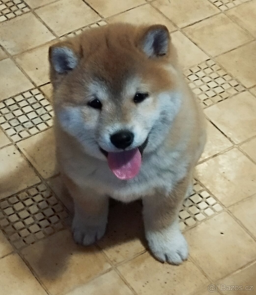 Pejsek shiba inu bez Pp - 2