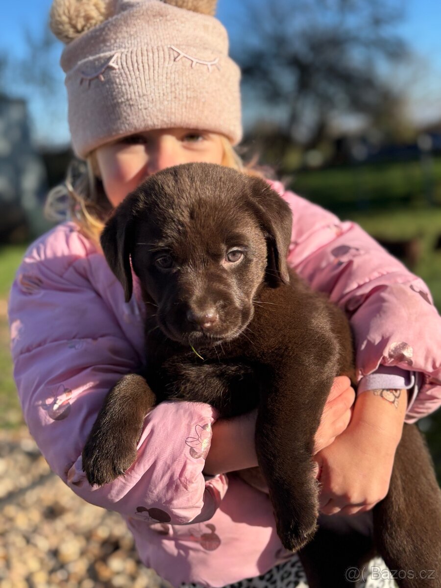 Labradorský retrívr s PP- kluk štěně - 2
