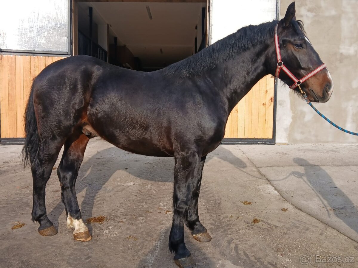 Slezský valach, 3 roky - 2