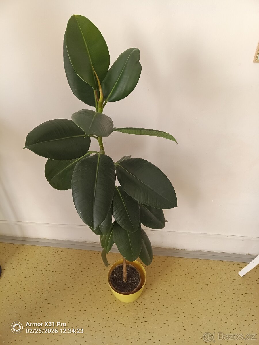 Fikus rostlina - 2