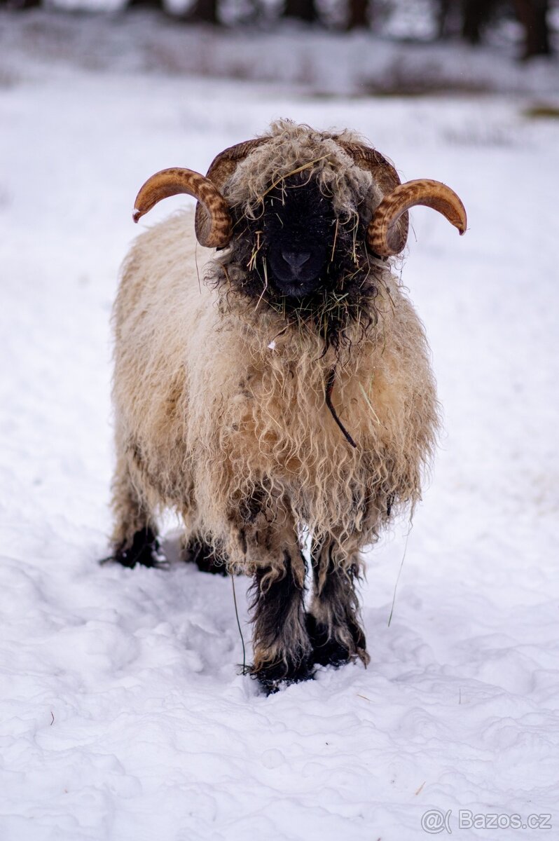 Walliserská černonosá - 2