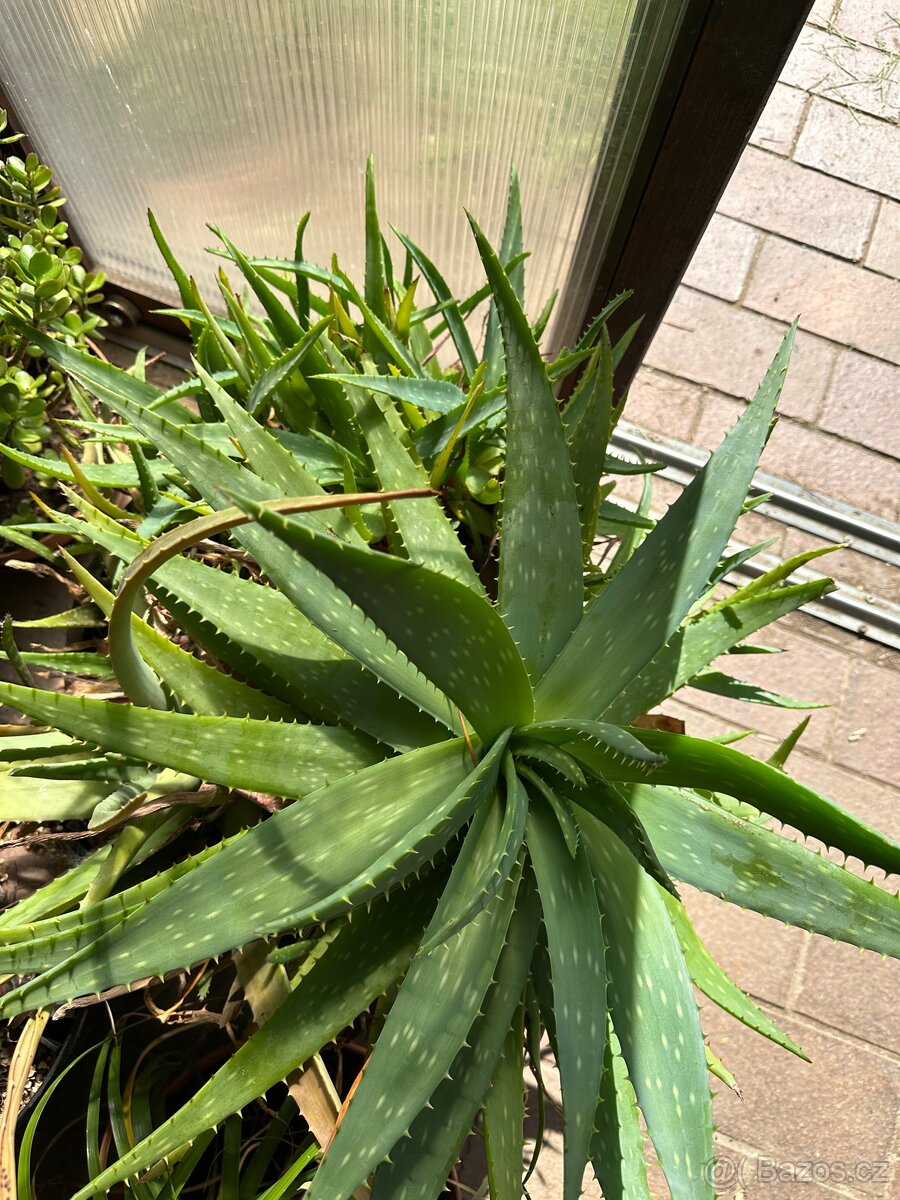 Aloe vera - 2