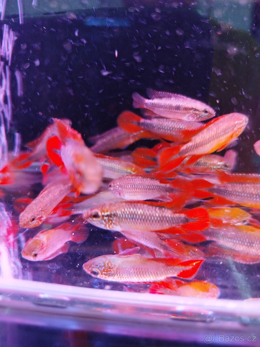 Apistogramma - 2
