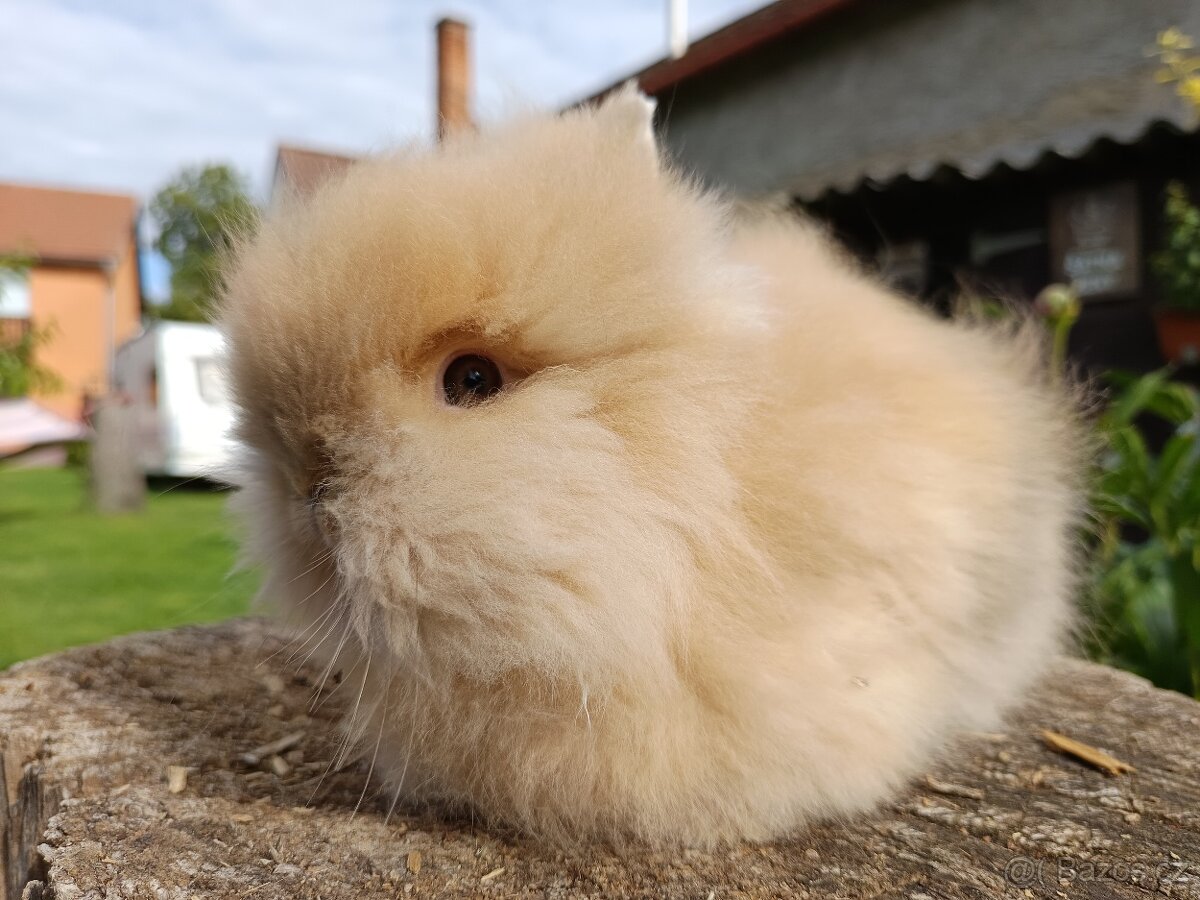 Zakrslý Teddy - mláďátka k rezervaci - 2