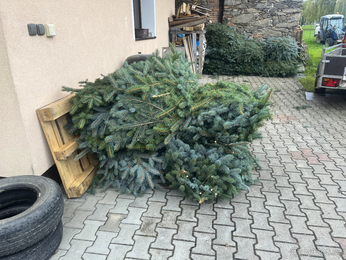 Okrasné chvojí (klest) smrk pichlavý / stříbrný - 2