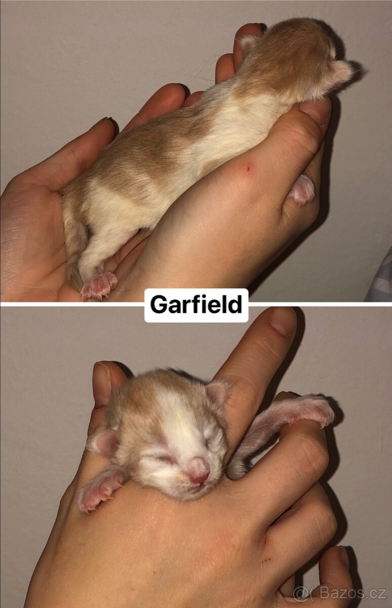 Koťata MCO bez PP - 2