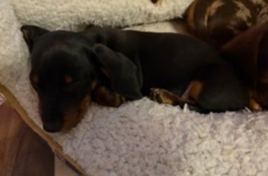 Trpasličí jezevčík - 2