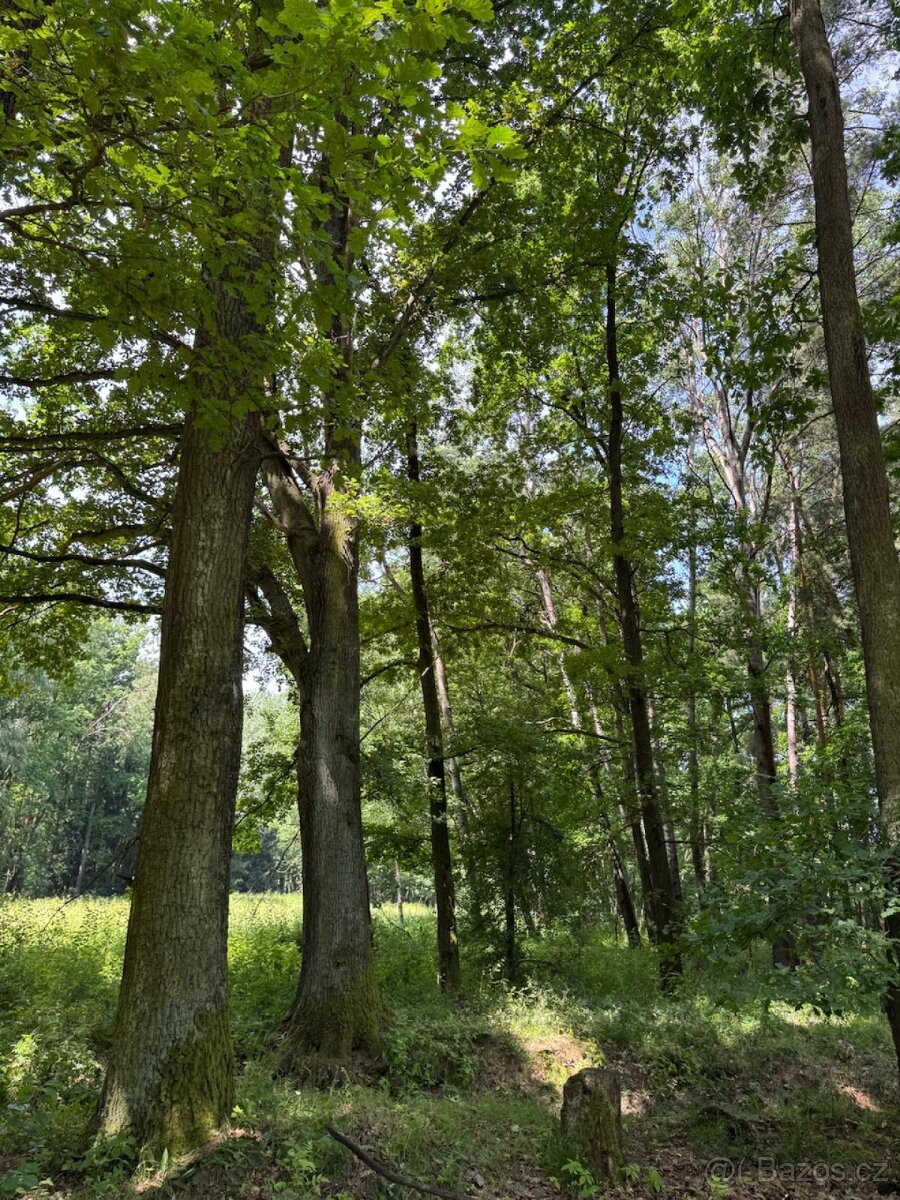 Prodám pozemky v katastrálním území Stará Hlína - 2