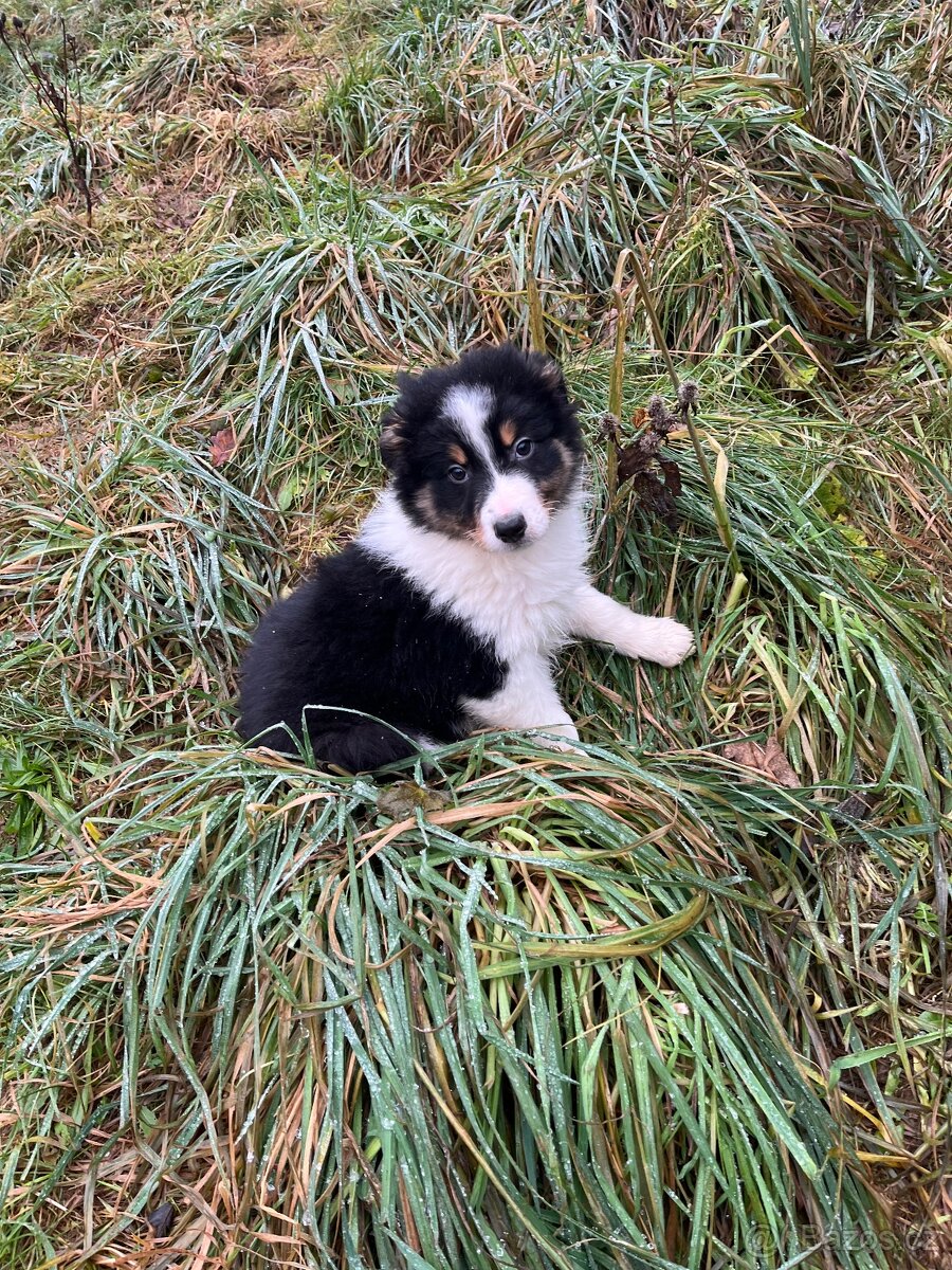 Border kolie bez pp - 2