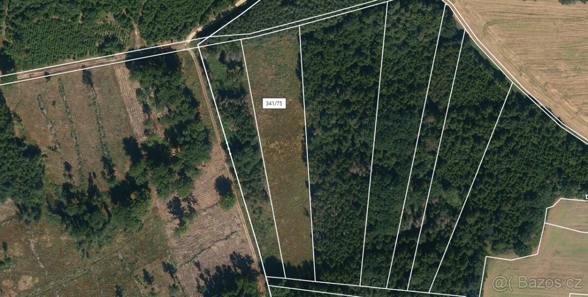 Prodej lesa Stehlovice 8547m2 - 2