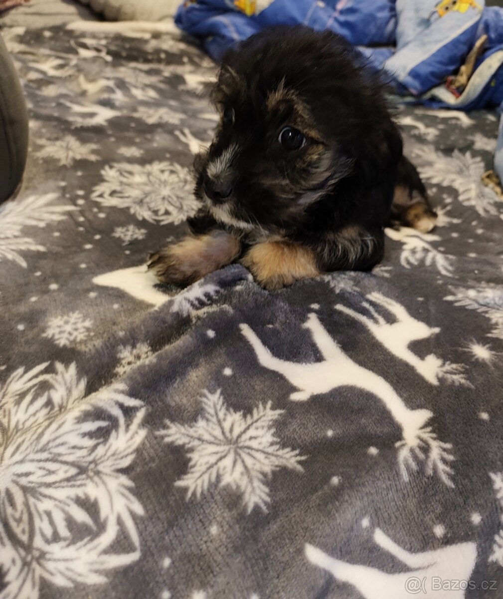 Yorkshirský /Jorkšírský teriér X Jezevčík - 2