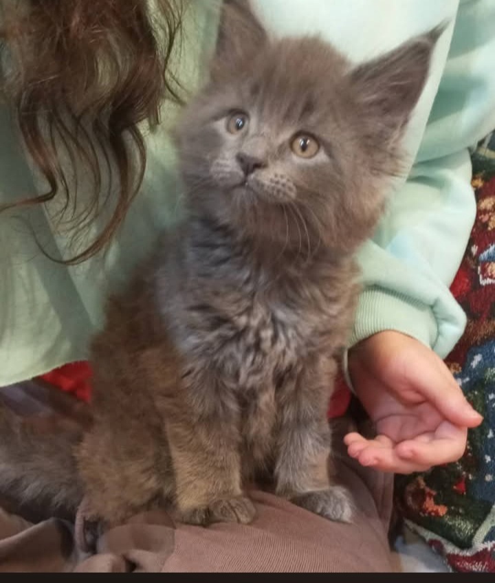 Mainská mývalí koťátka bez PP - 2