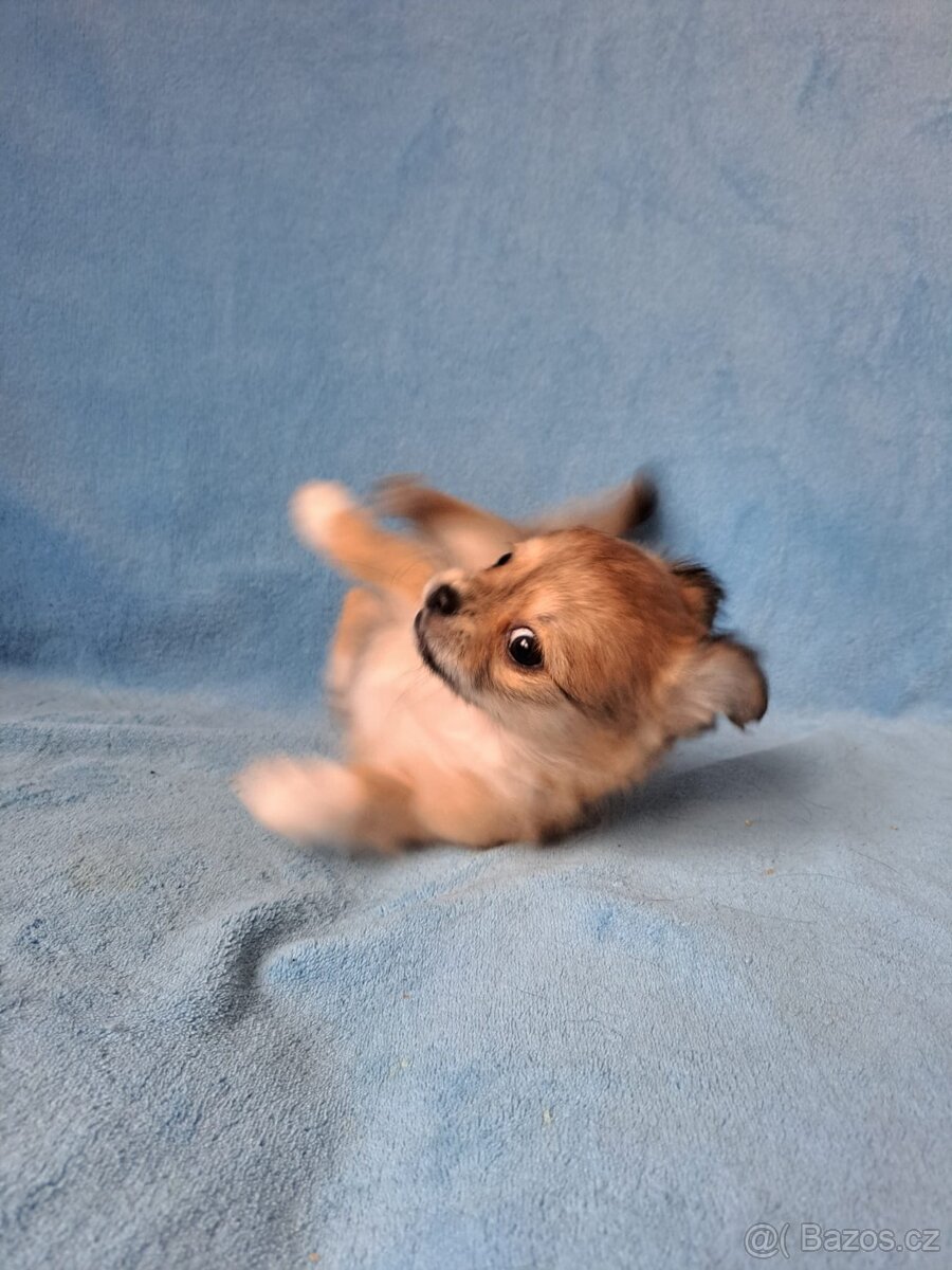 Dlouhosrstá čivava - 2