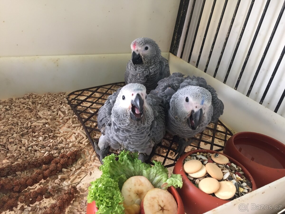 Prodám žako Kongo - 2