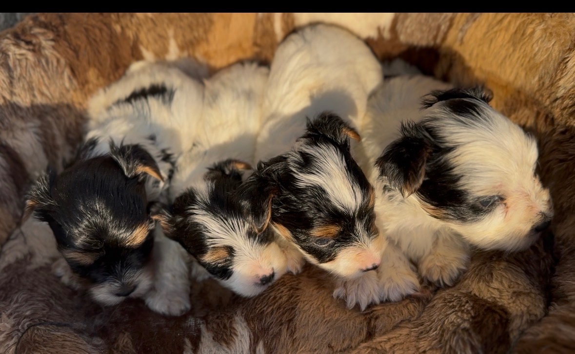 Biewer terier s pp - 2