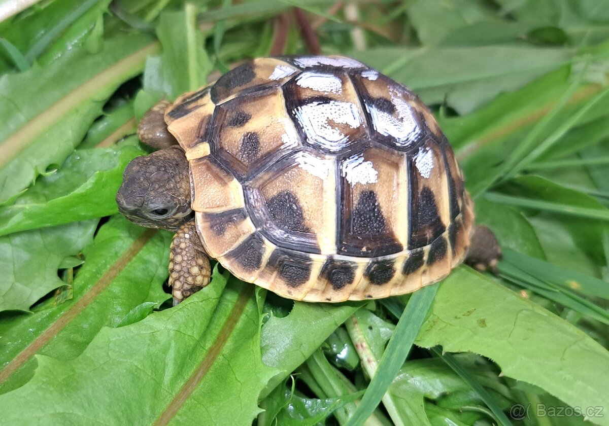 Suchozemské želvy zelenavé a žlutohnědé - 2
