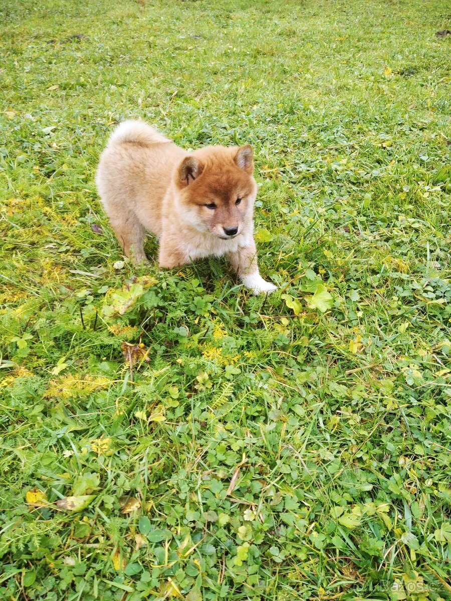 Schiba inu s rodokmenem - 2