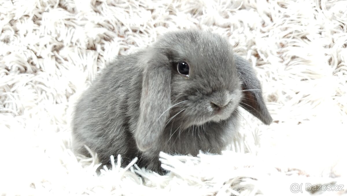 Zakrslý beránek, králíček, králík - KVIDO - 2