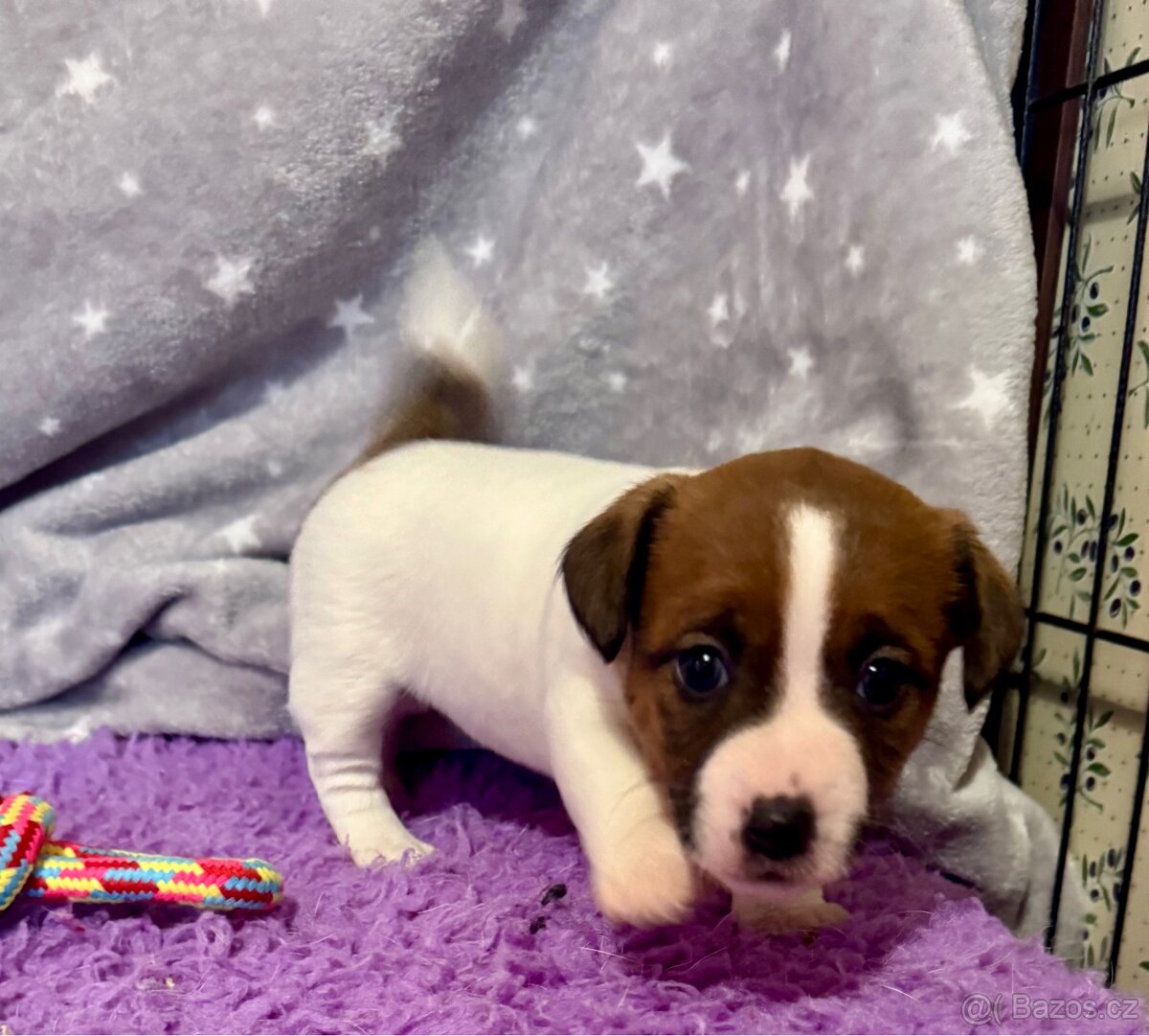 Jack Russell terier - stenata s prukazem puvodu - 2