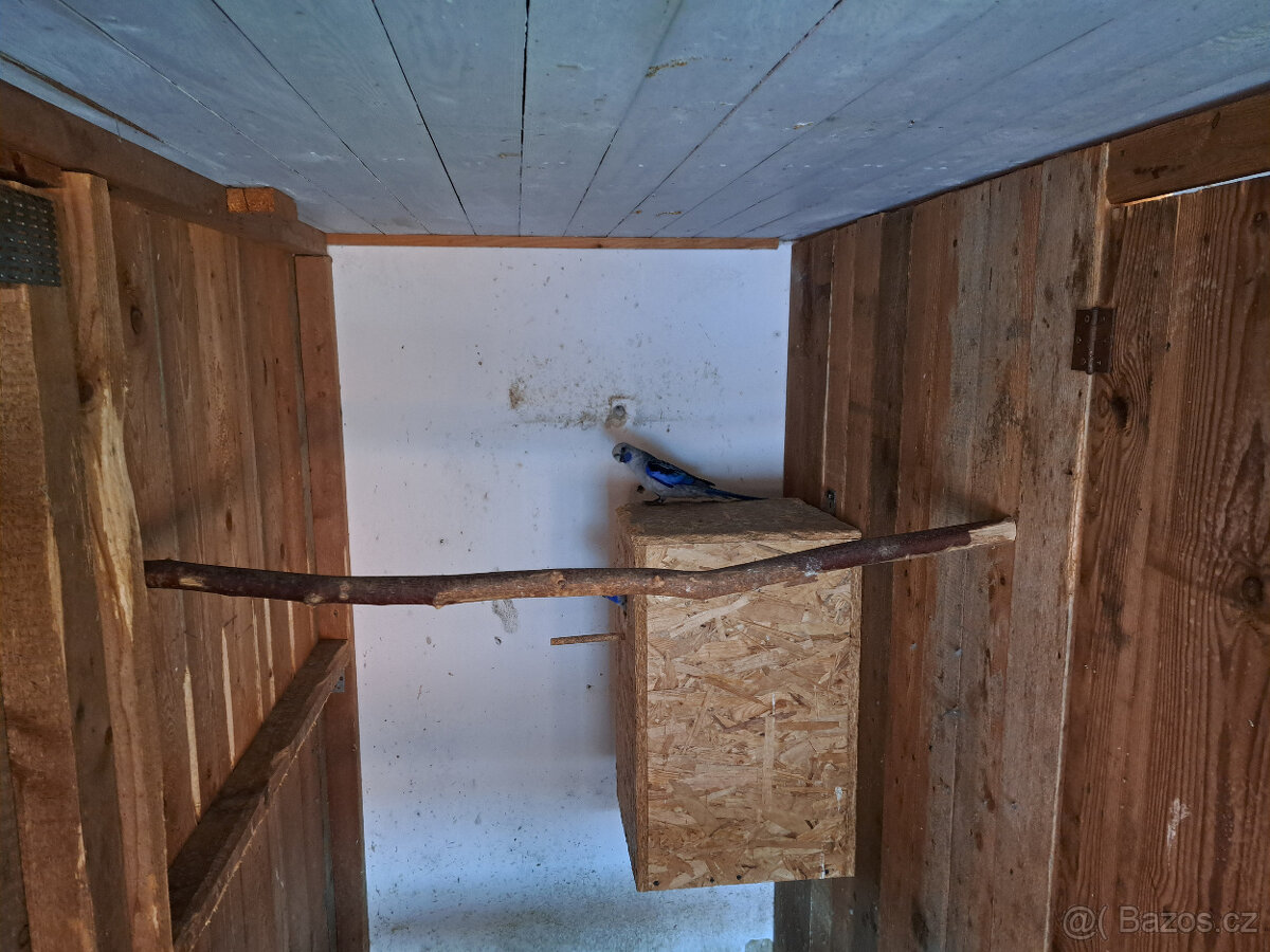 Rosela, Korela, Andulky - 2