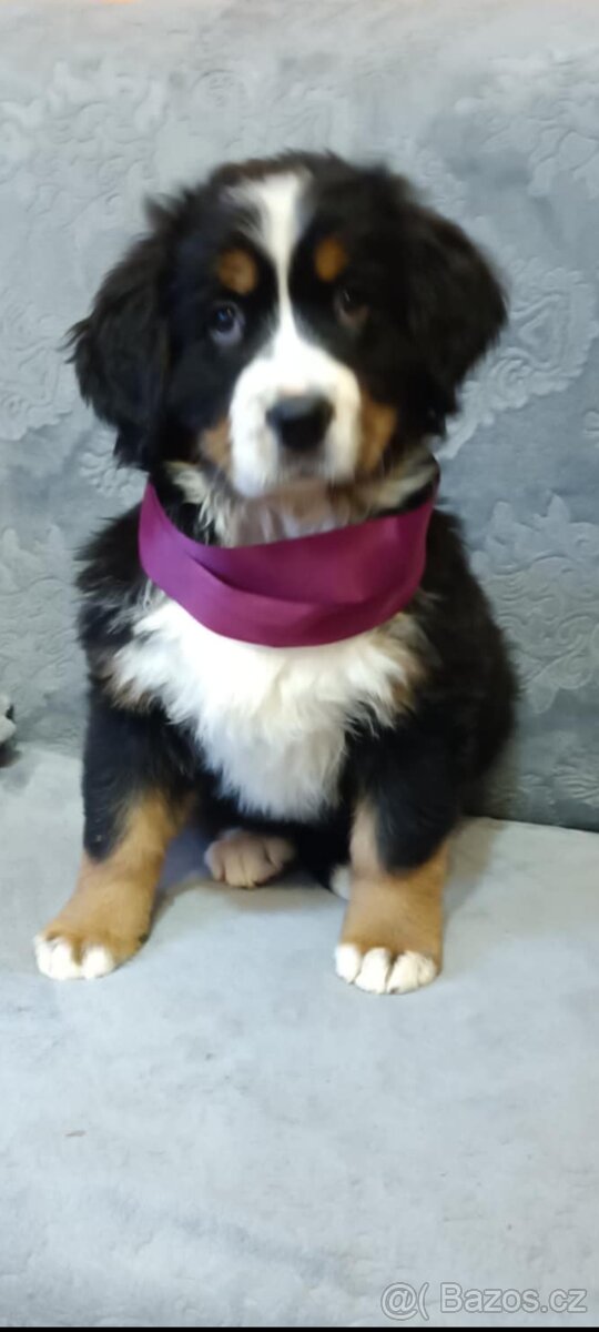 Bernský salašnický pes - štěňata - 2