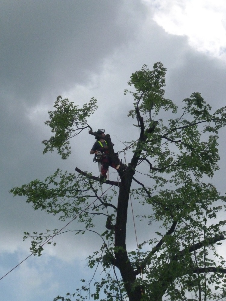 Kácení a ořezy stromů Uherskobrodsko - 2