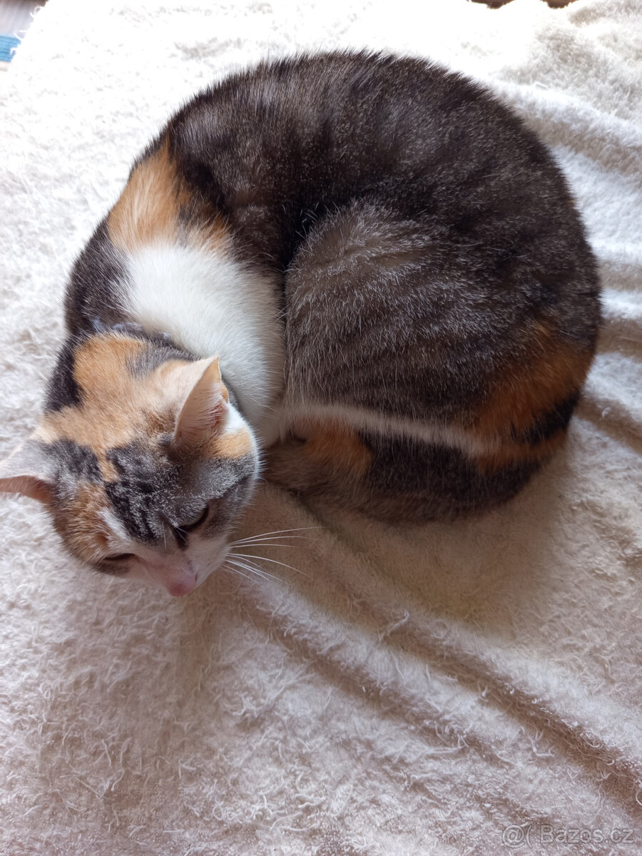 Daruji kocku Ostrava - 2